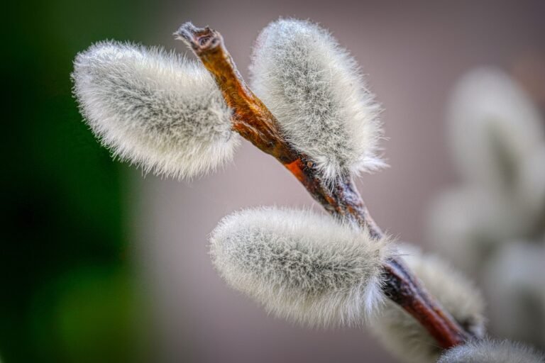 Allergies: Defining and Preventing